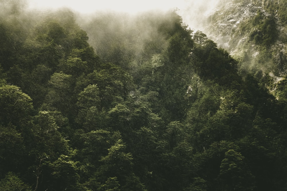 열대우림의 풍경 사진