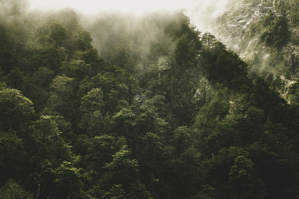 landscape photo of rainforest