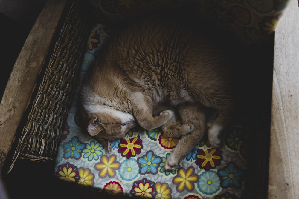 ペットベッドの上の茶色の猫