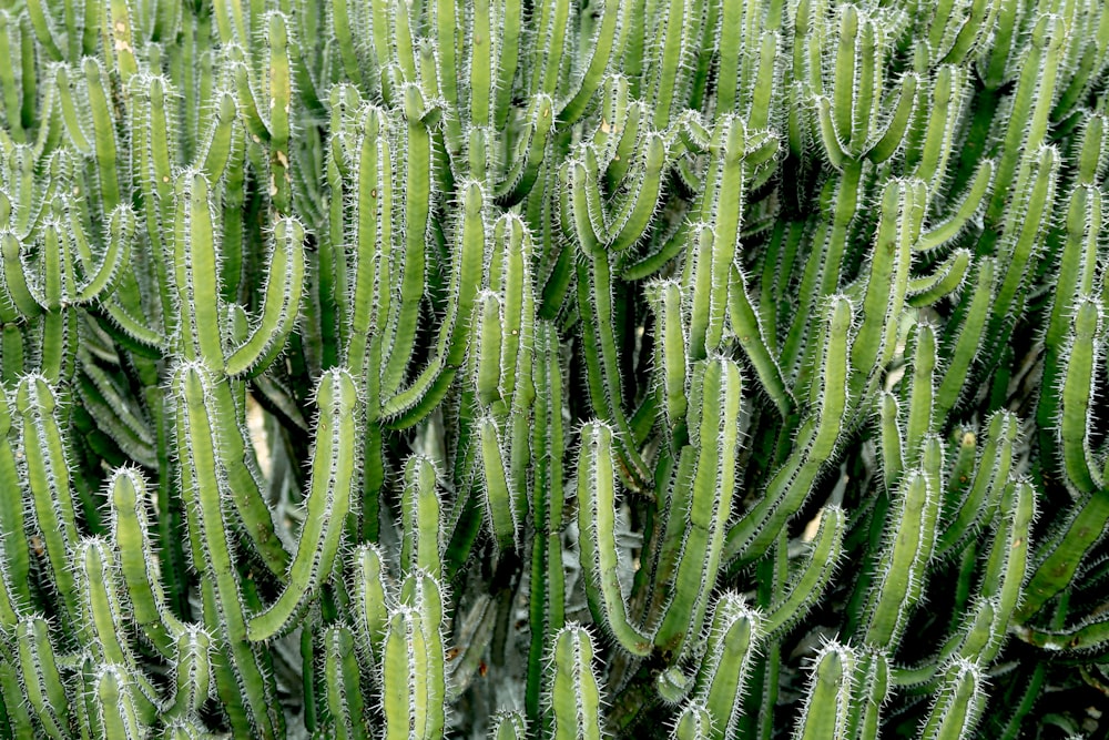 photography of green cactus plants