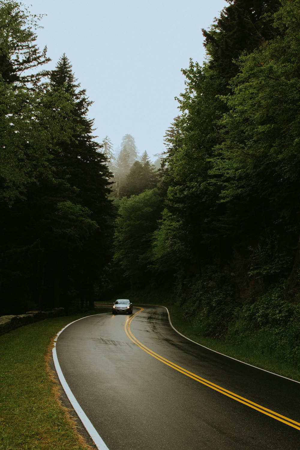 나무 사이의 도로를 통과하는 자동차