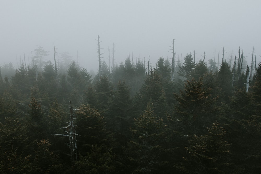 fotografia di alberi dalle foglie verdi