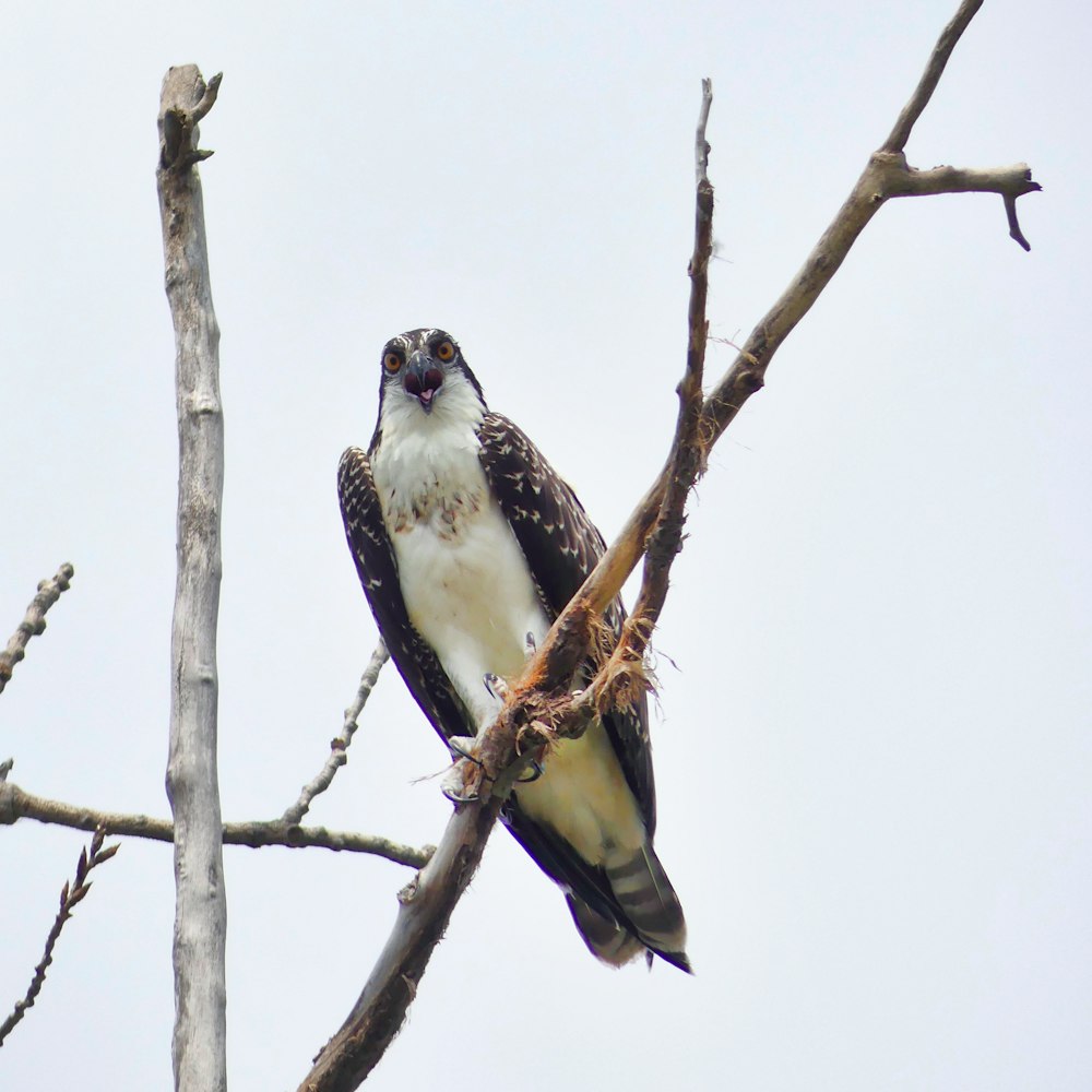 águila calva blanca y marrón en la rama marrón del árbol durante el día