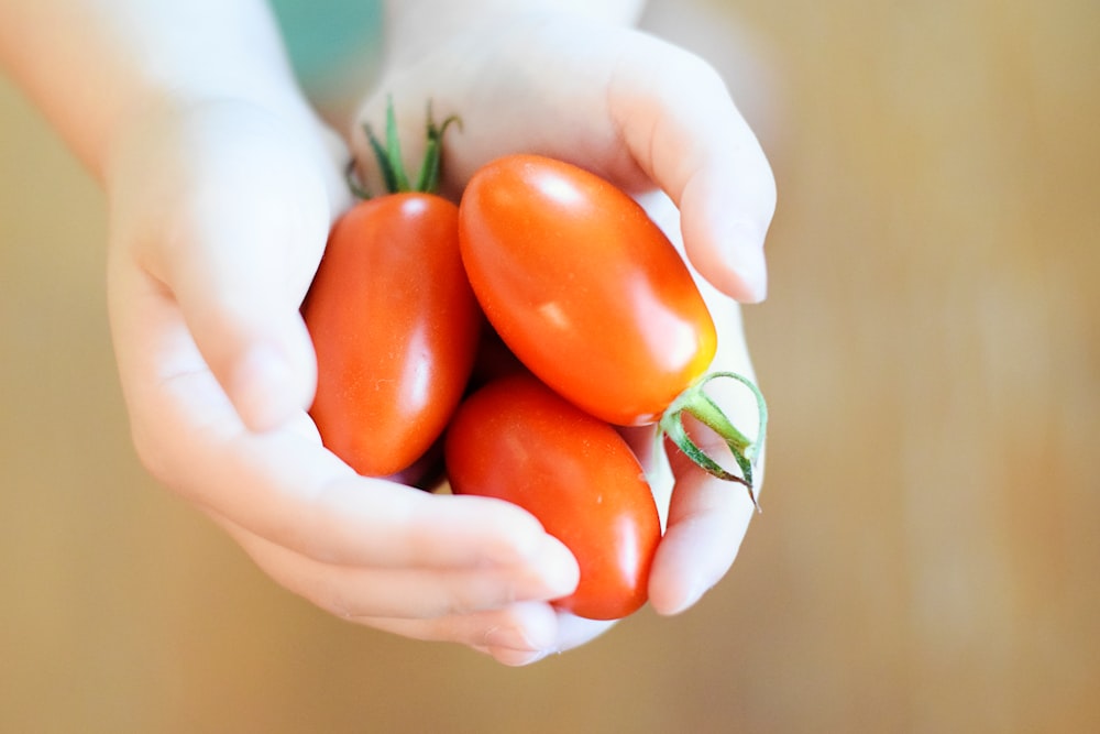 person holding red tomatoes