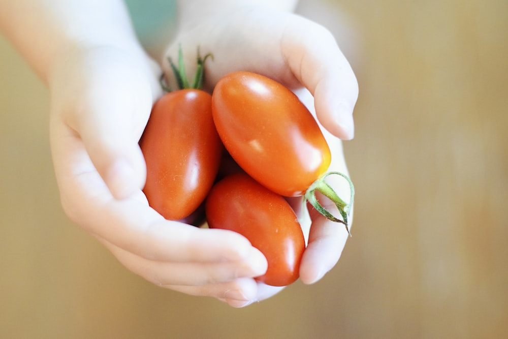 Persona che tiene i pomodori rossi