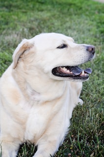 A happy dog playing with a cooling mat on a sunny day, showing care for animal wellbeing.