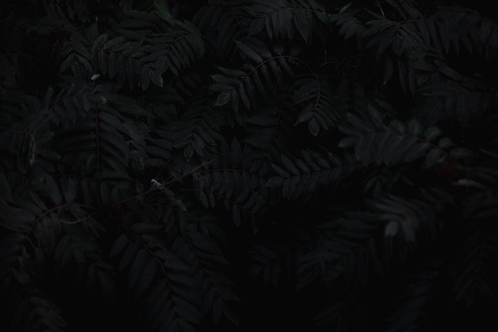 900 black background images download