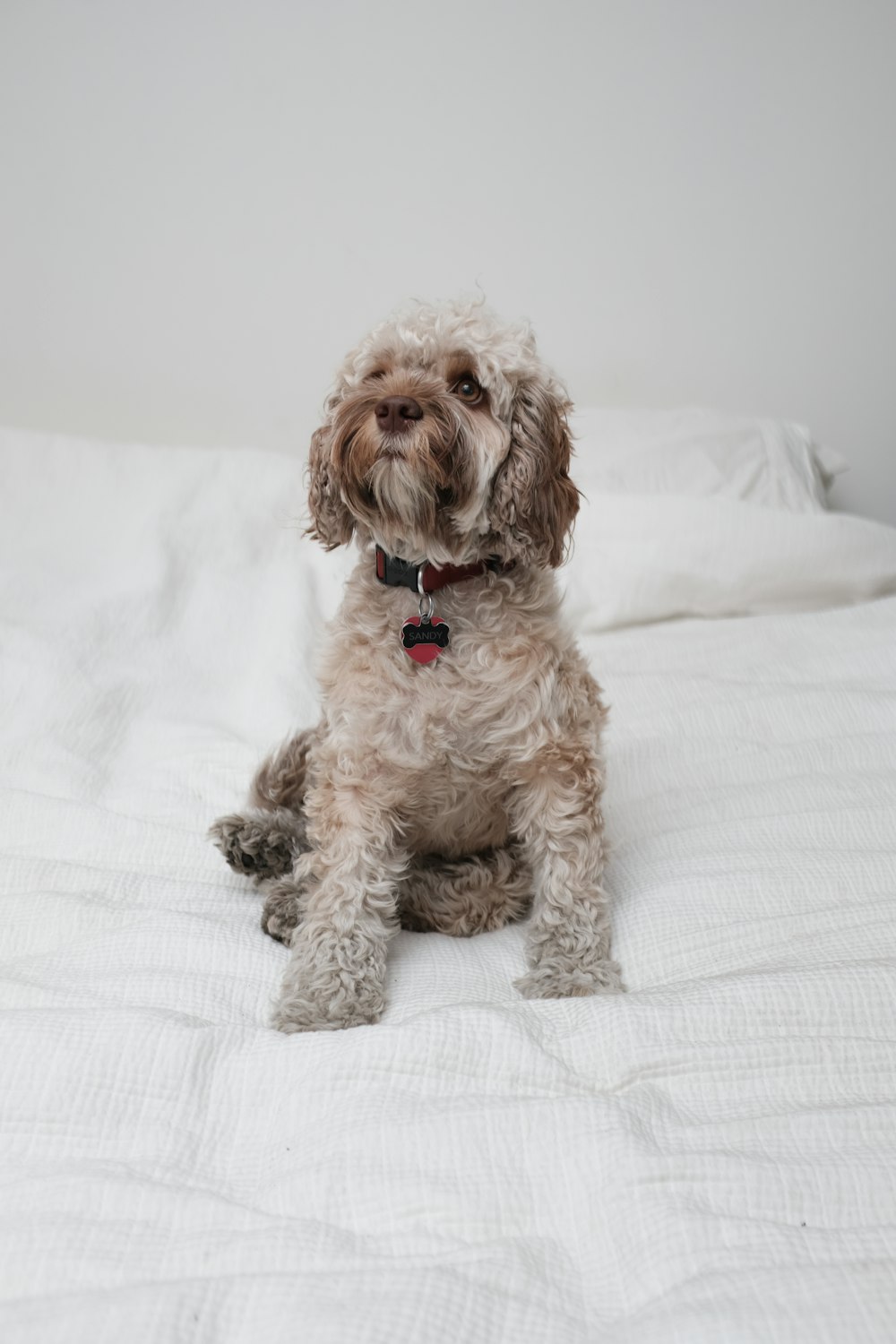 long-coated grey dog on wite blanket