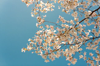 Ramas de almendro con flores blancas bajo un cielo azul