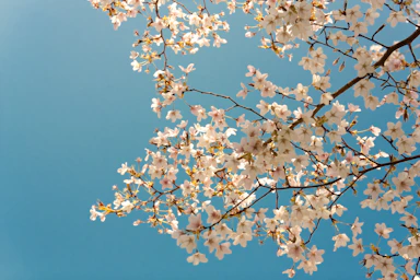 Ramas de almendro con flores blancas bajo un cielo azul