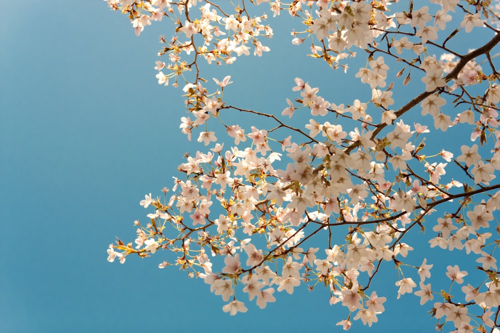 fotografia di albero bianco sotto il cielo blu