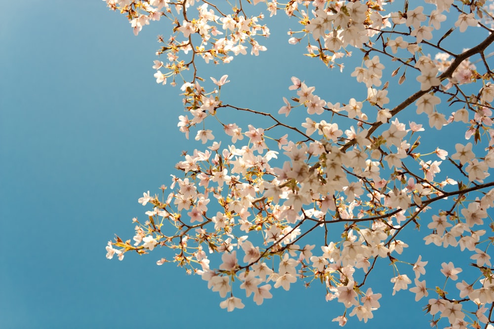 Fotografie eines weißen Baumes unter blauem Himmel