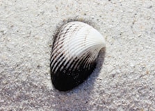 white and black seashell on white sand