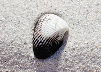 white and black seashell on white sand