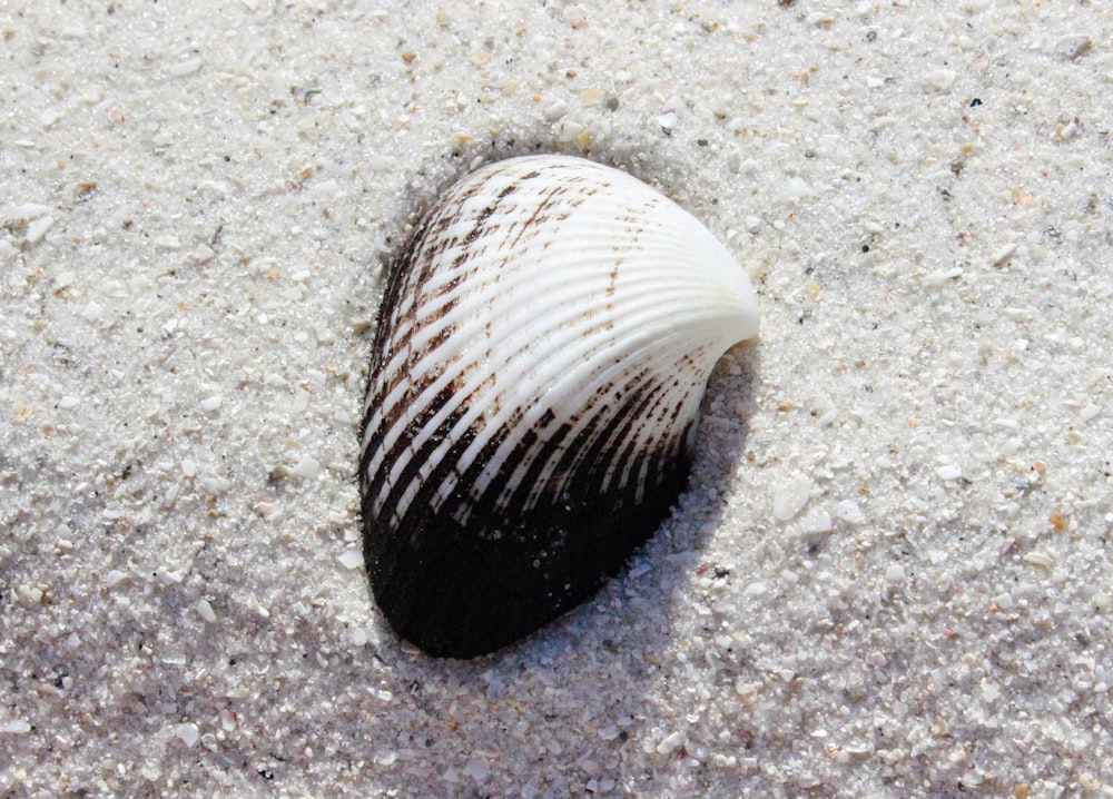 white and black seashell on white sand