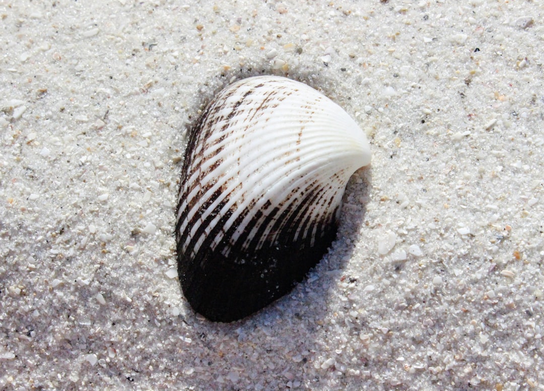 white and black seashell on white sand,