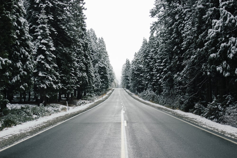 photo of highway road between trees