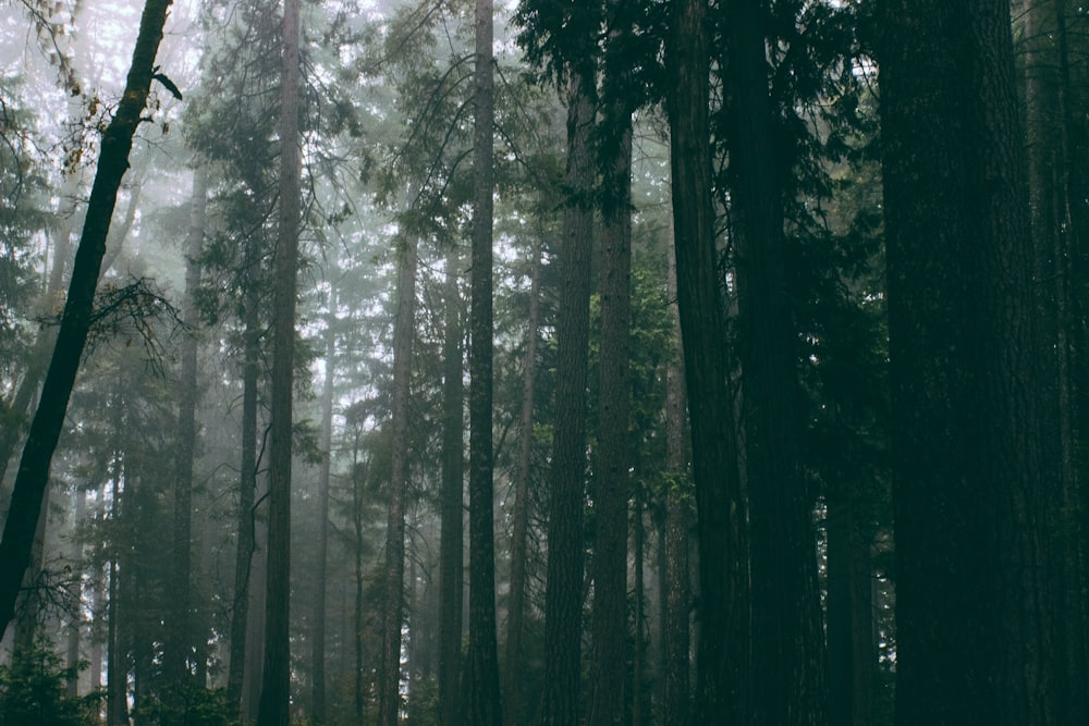 silhouette photograph of green leafed forest