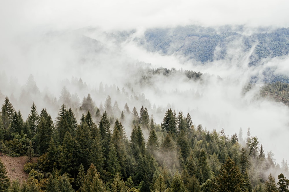 green pine trees and fog