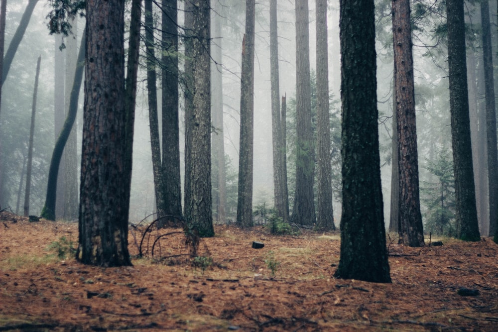 forest with fogs at daytime