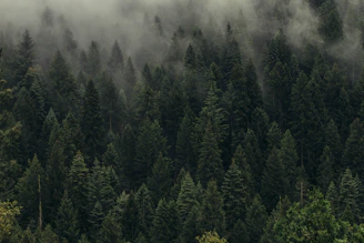 aerial view of pine trees in mist