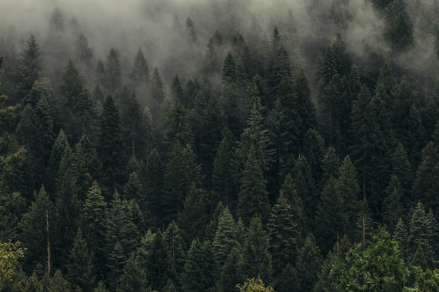 aerial view of pine trees in mist