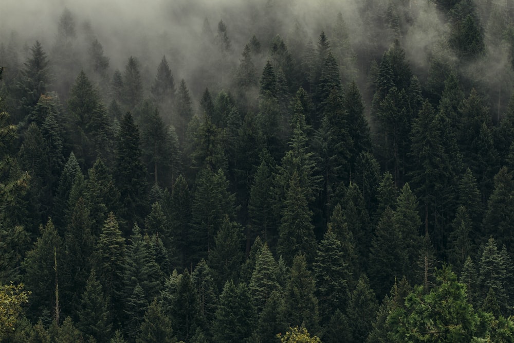 Vue aérienne de pins dans la brume