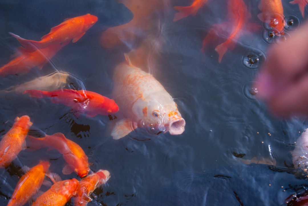 Koi pond feeding scene