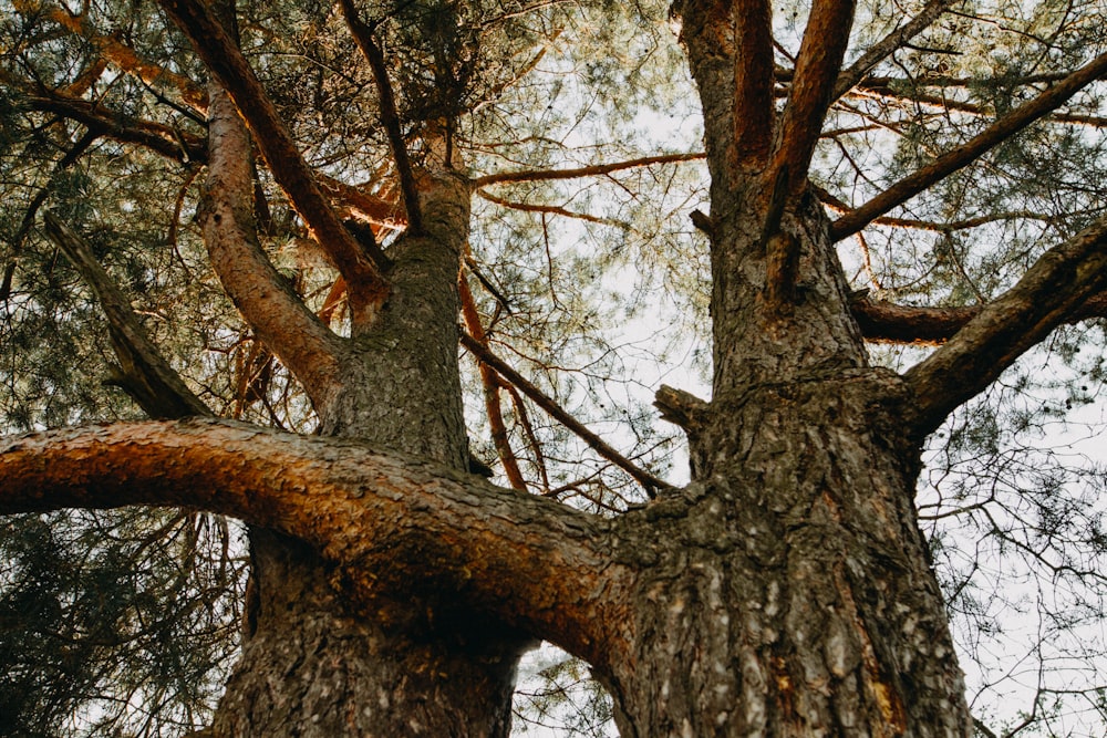 brown tree with white leaves