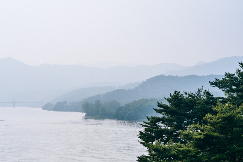 green leafed trees near large body of water under clear sky