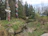 Artistic totem poles stand among lush greenery and trees near a small creek, with a few people in the distance walking along a path. The scene is serene and reflects both nature and cultural art.