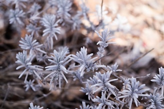 white leaf plants