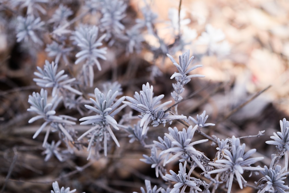 white leaf plants