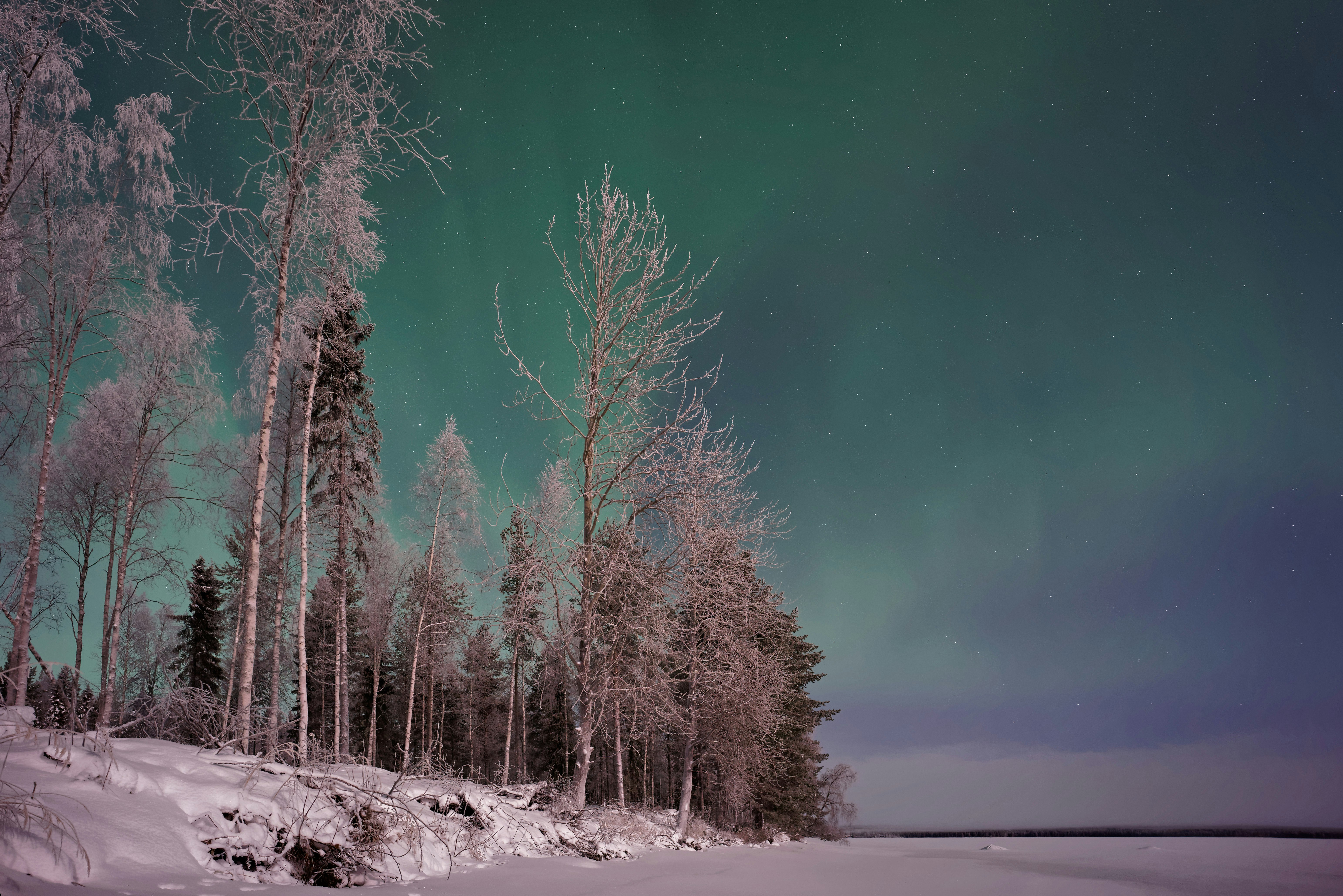 trees and aurora lights photyo