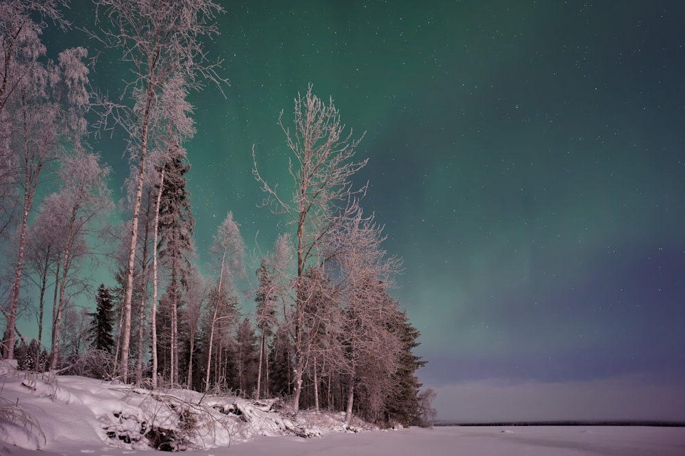 trees and aurora lights photyo