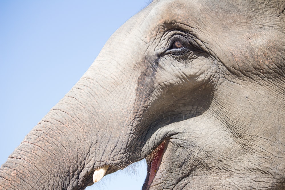 macro shot of elephant