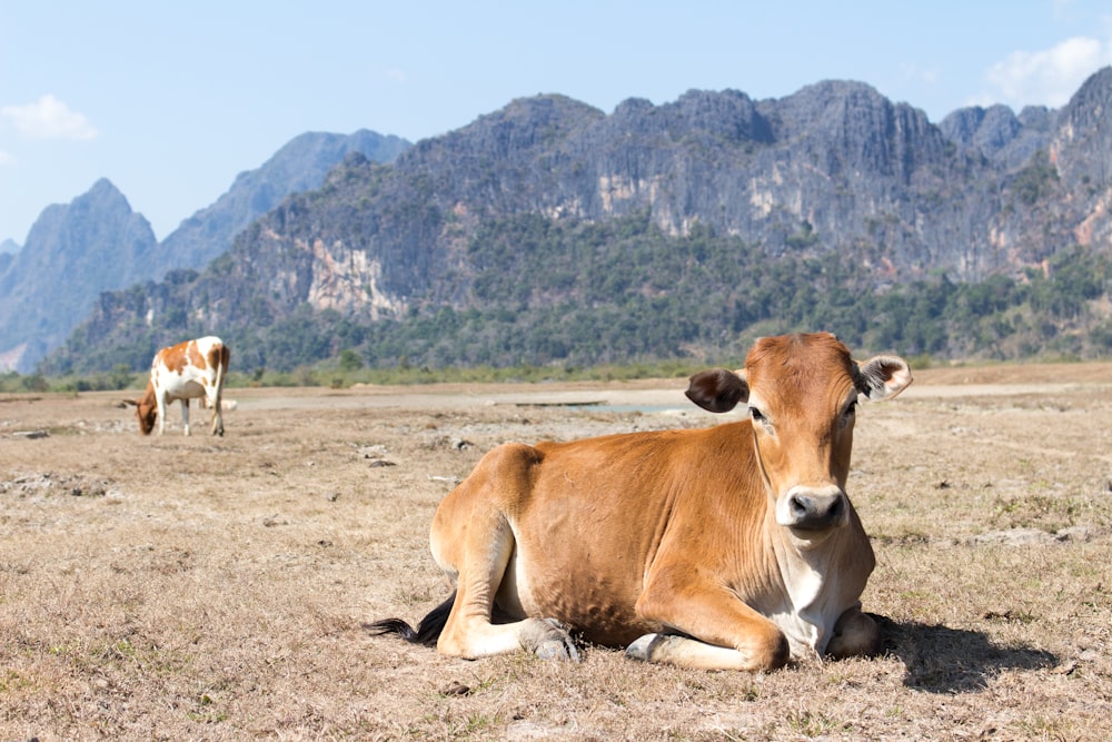 brown cow lying on ground