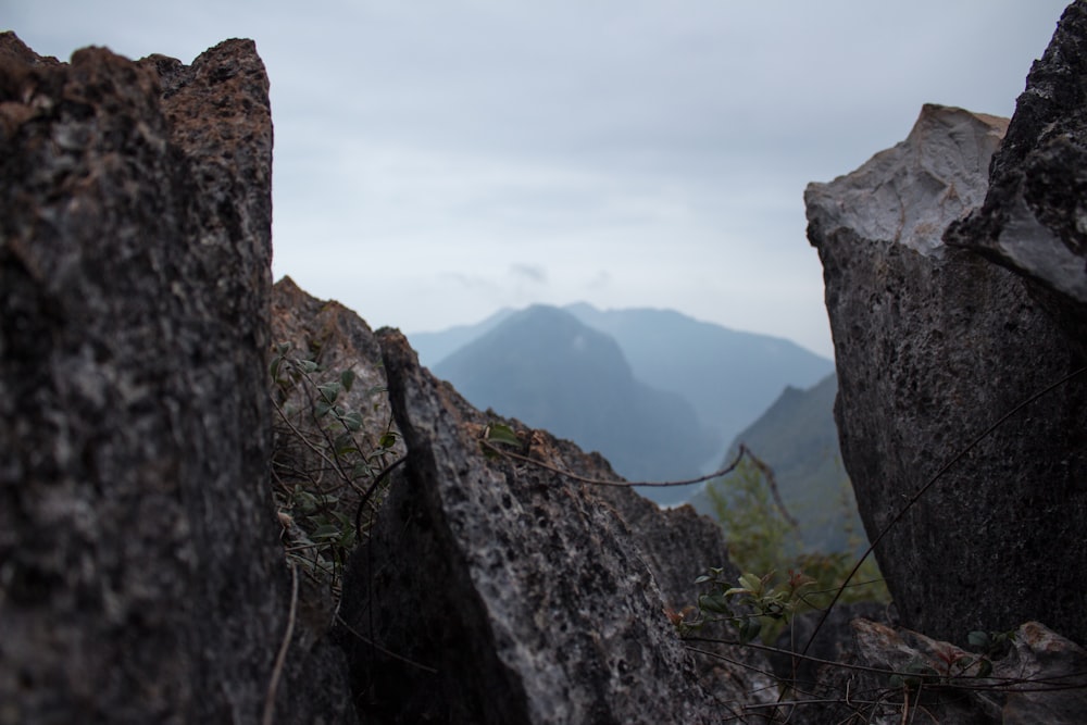 grey rock formations near green leaf plant