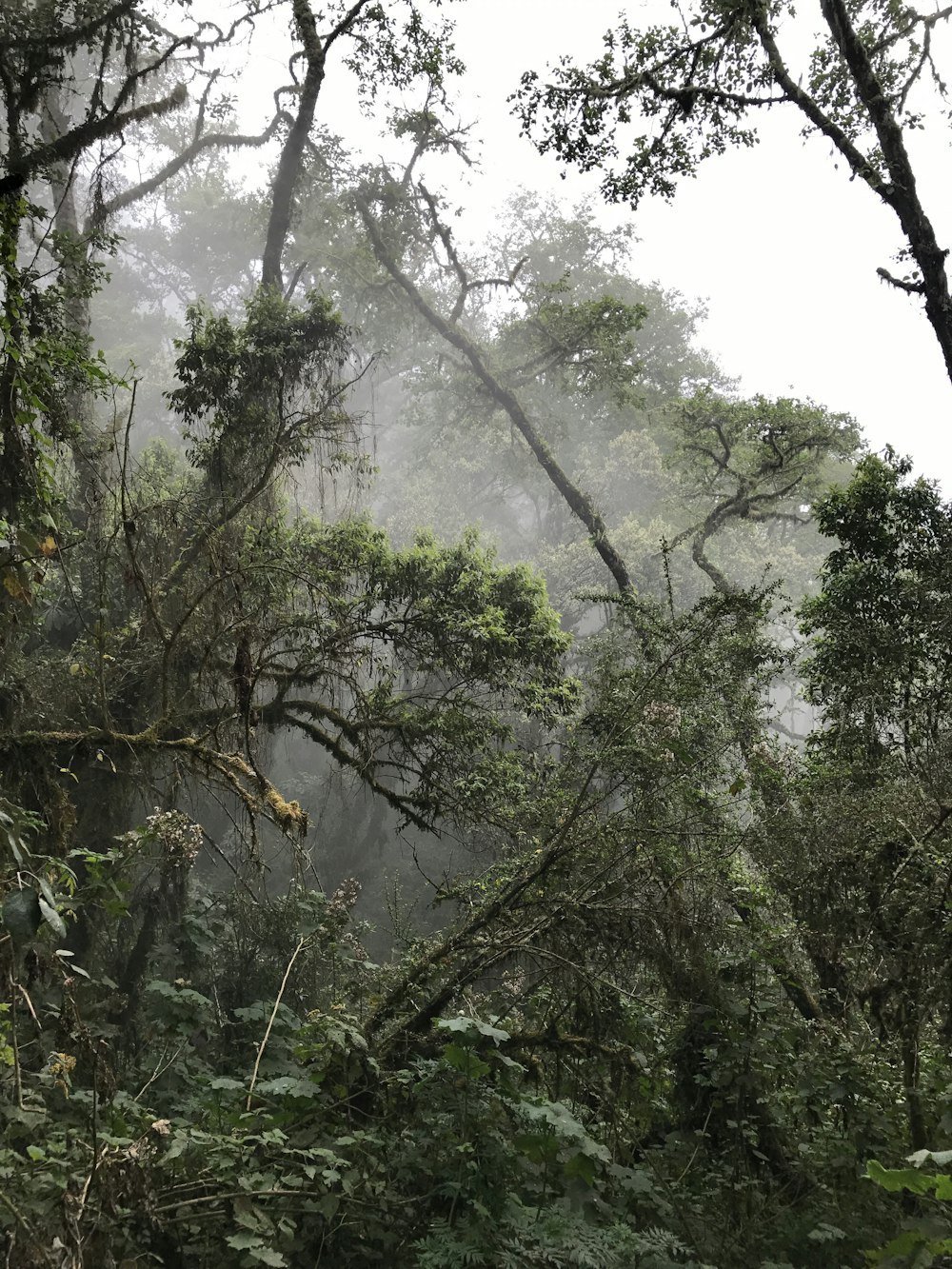 alberi verdi durante il giorno