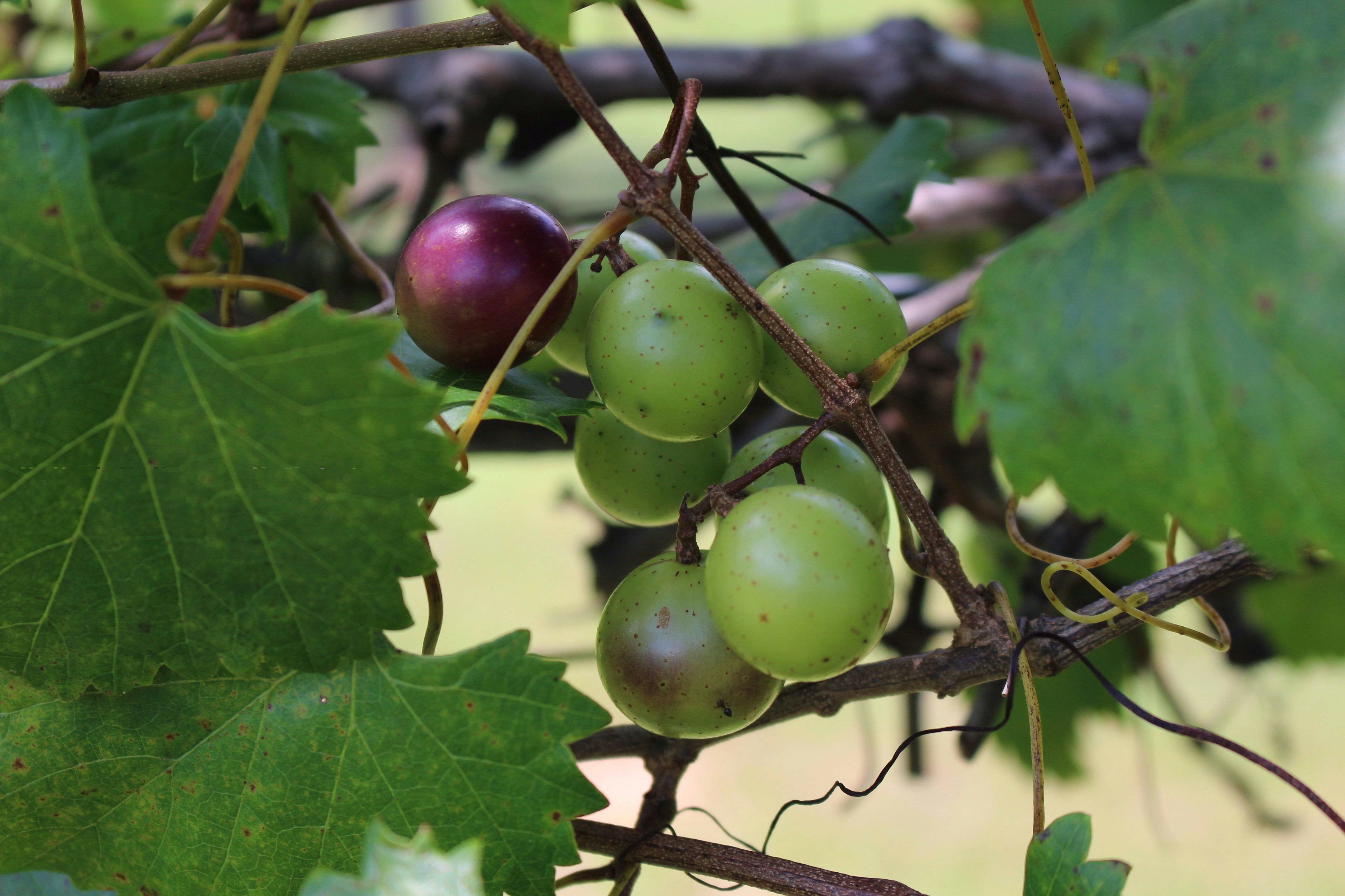 Vineafide Grape Tee