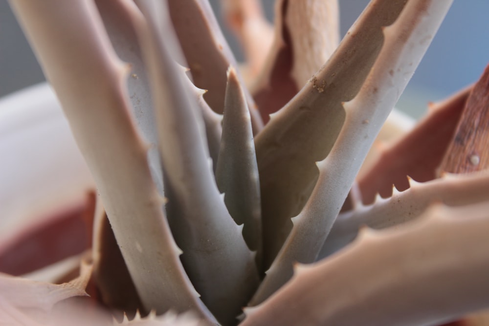 selective focus green aloe vera plant