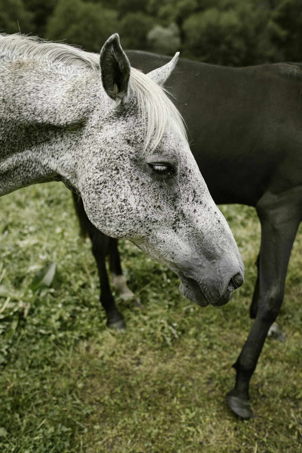 close up photography of horse's head