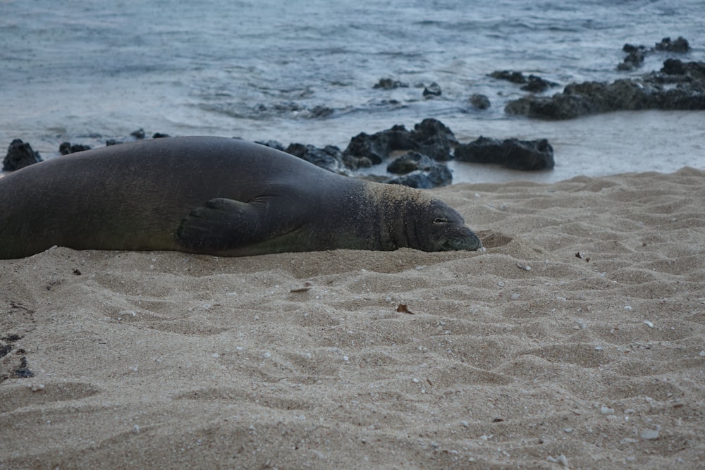 gray sea lion on brown sand near body of water