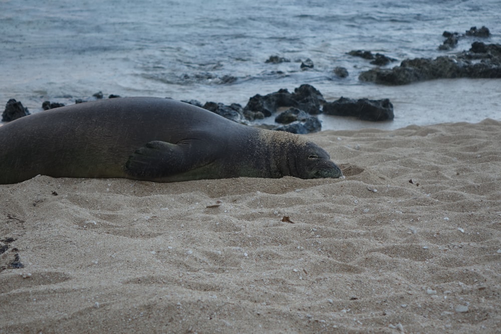 Lion de mer gris sur le sable brun près du plan d’eau