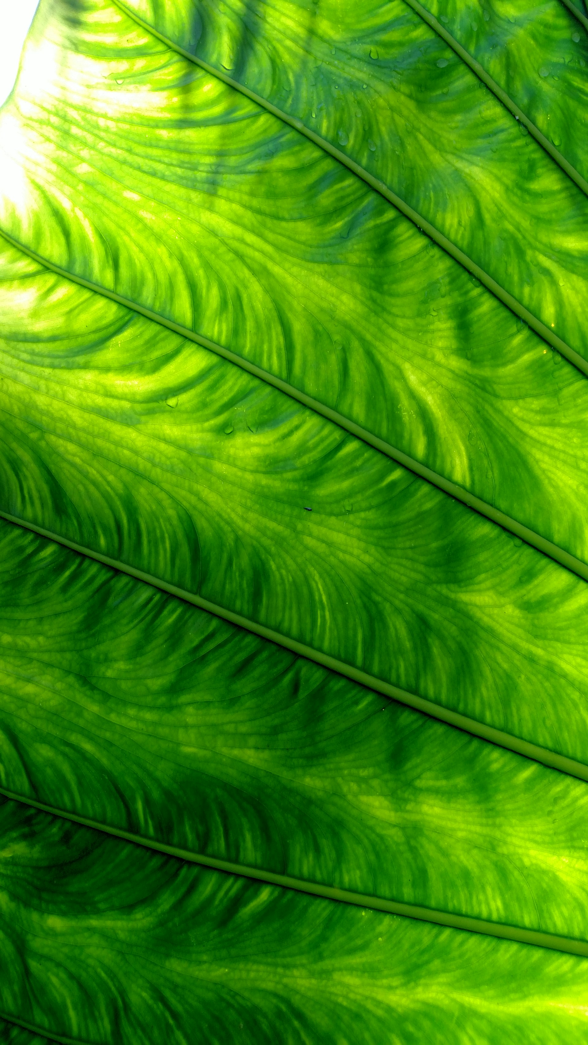 A close-up of nature’s textures, focusing on the delicate patterns of a leaf in morning light.