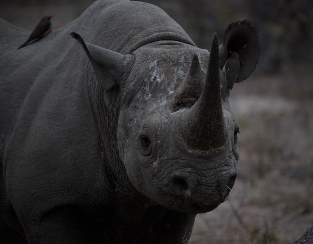 macro shot photography of rhino