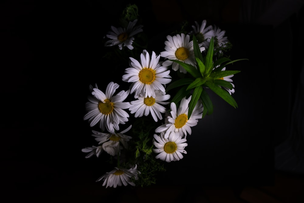 Flores brancas de pétalas