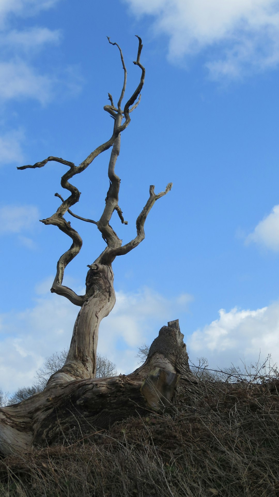 What To Do With Storm-Damaged Trees After Severe Weather Hits
