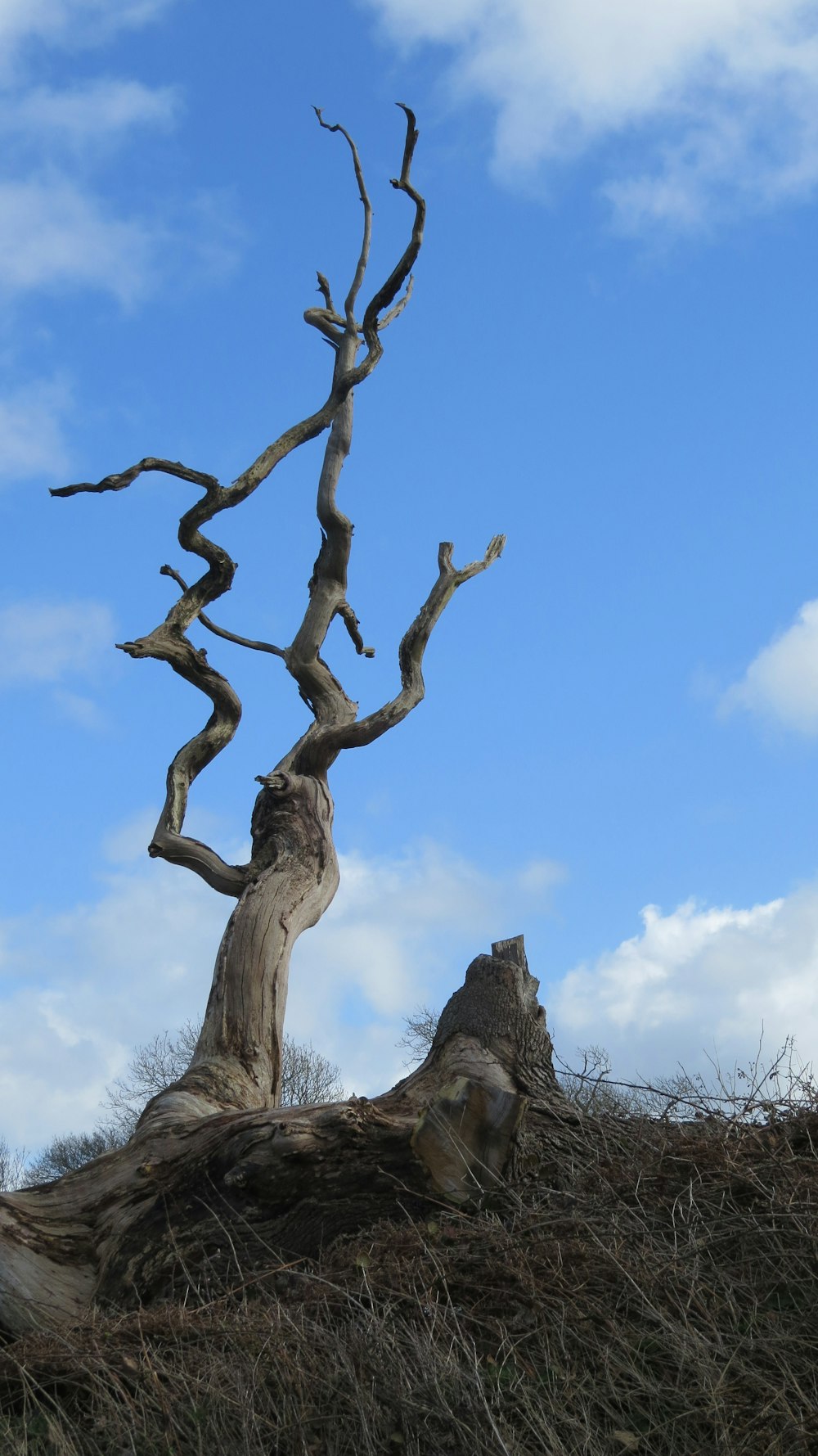 Blattloser, einsamer Baum auf einem Hügel unter dem Himmel