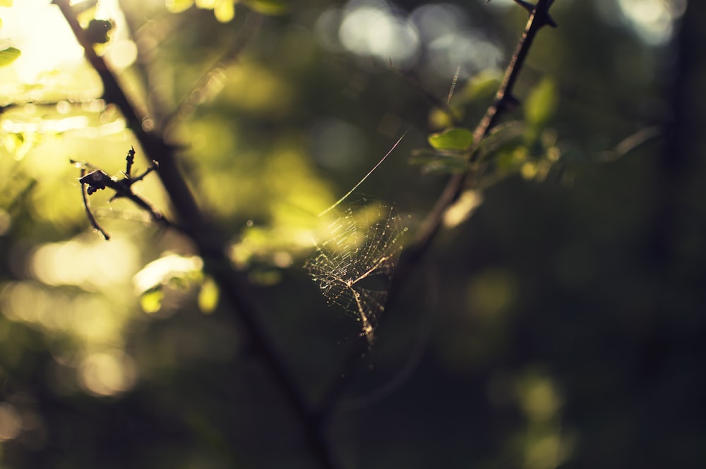 selective focus photography of cobweb on tree branch